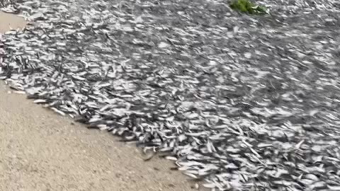 Lakhs of fish came out of sea!