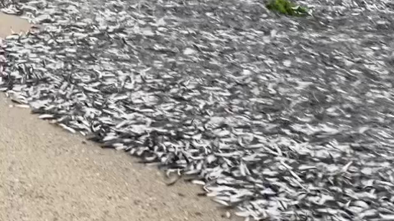 Lakhs of fish came out of sea!