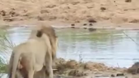 Vossa Majestade! Rei da Selva desfilando tranqüilo.