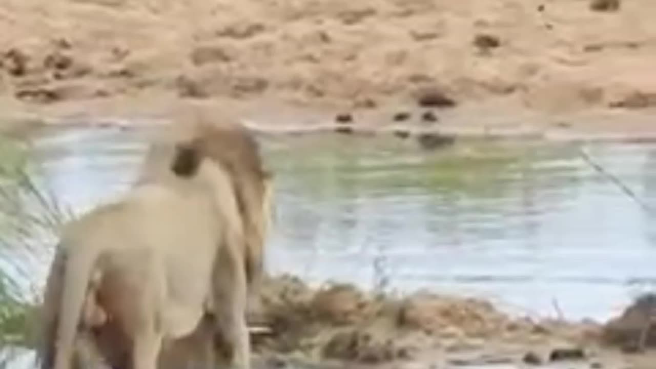 Vossa Majestade! Rei da Selva desfilando tranqüilo.