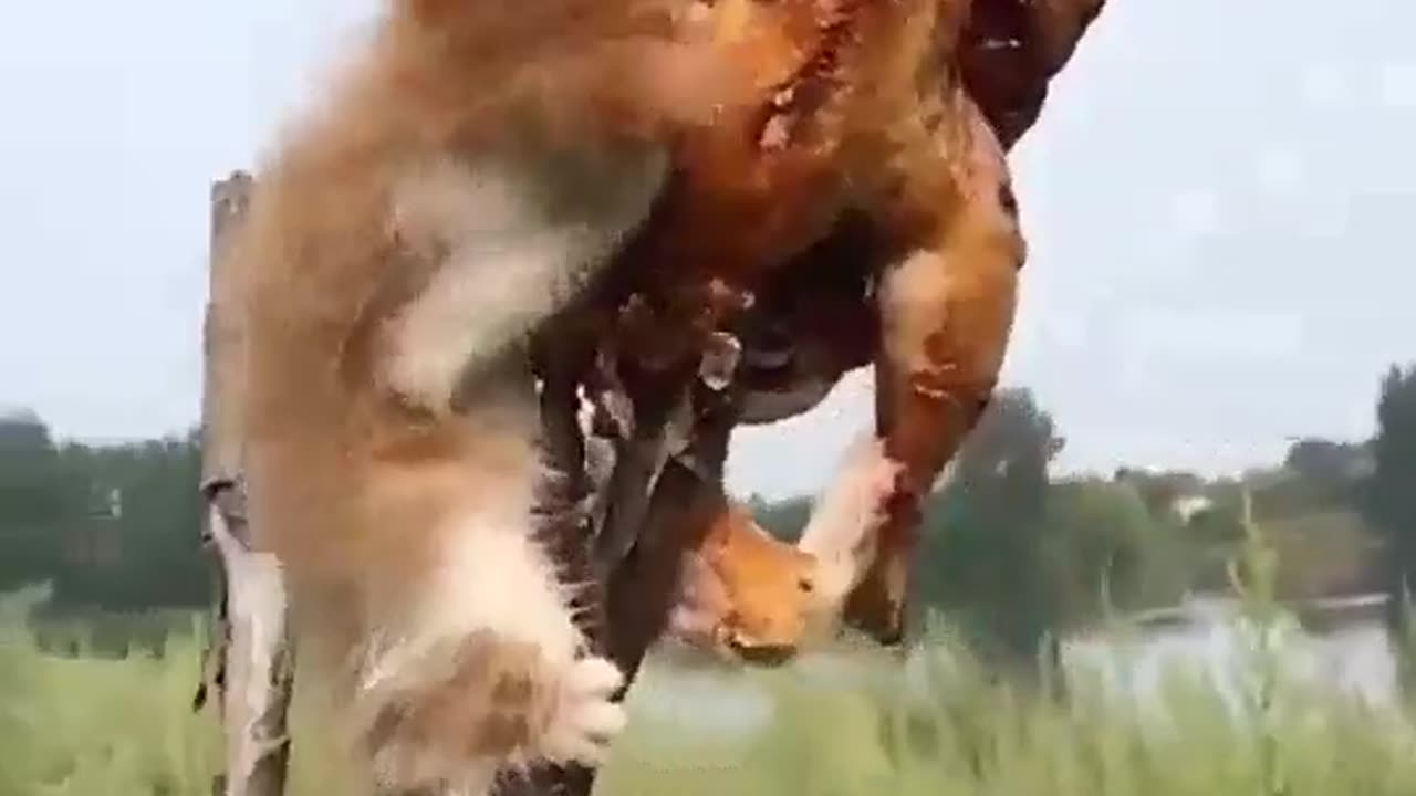 Enjoy watching about trying not to laugh at this funny animal