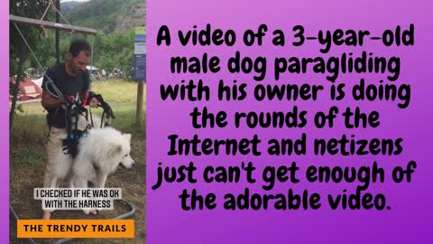 Cute Dog Goes On His First Paragliding Journey Over The French Mountains, Is Winning Hearts