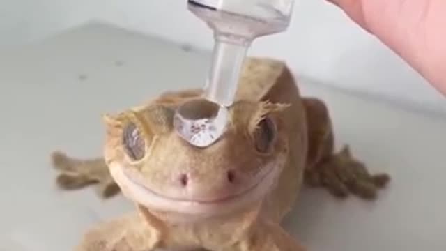 Owner Gives Her Gecko a Water Droplet Crown