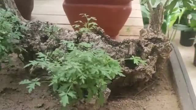Dead wood carvings grow green plants