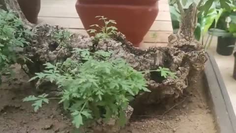 Dead wood carvings grow green plants