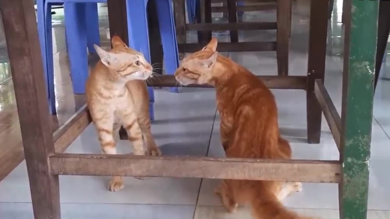 Cats