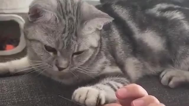 Cat: You're a pretty good manicure
