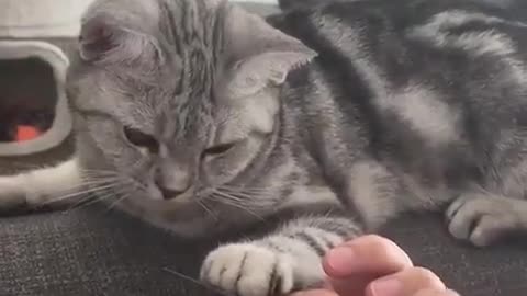 Cat: You're a pretty good manicure