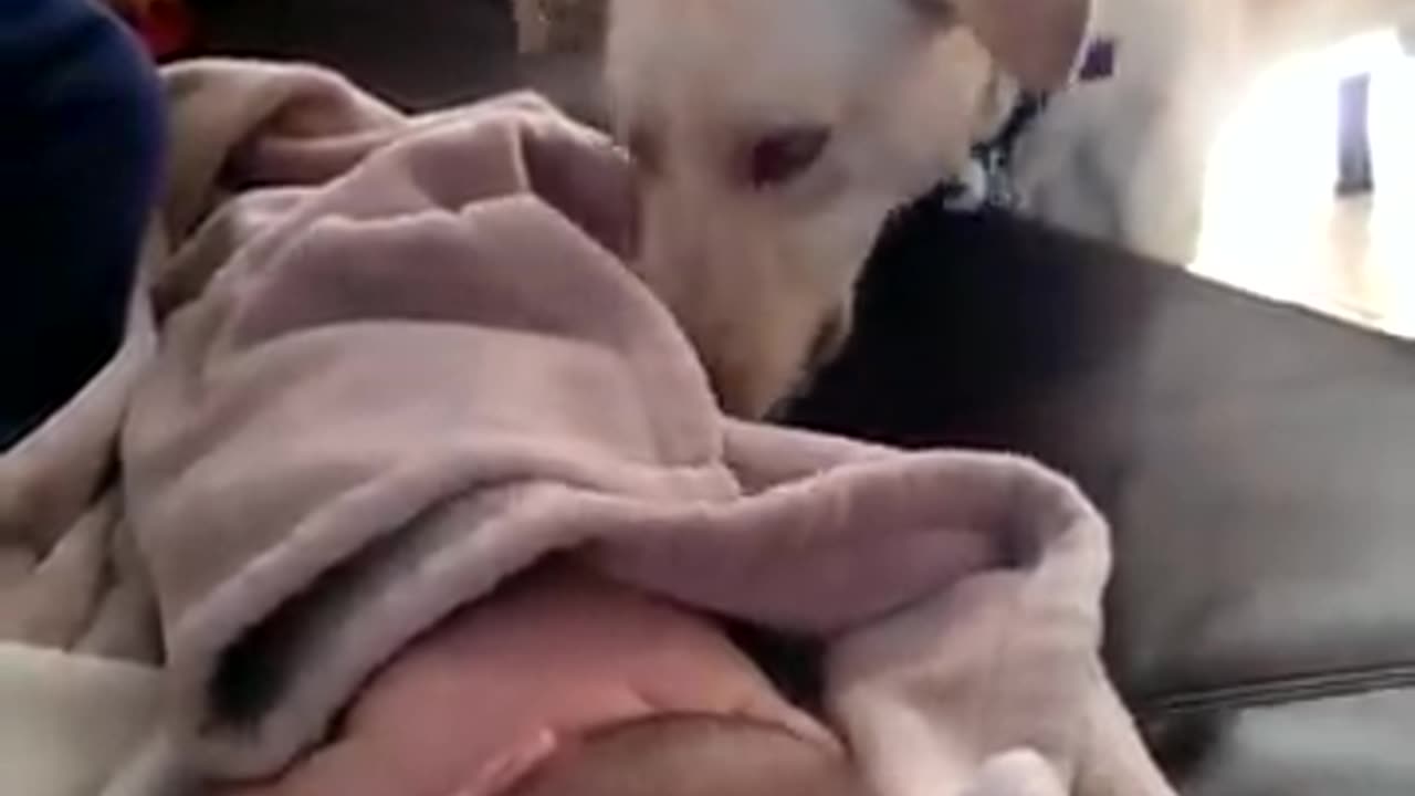 Dog covers sleeping baby up, 😽❤️❤️❤️