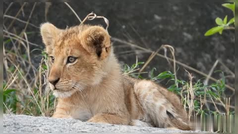 Lion Cub Lion Wildlife Nature Experience Wildlife Beautiful Wildlife View Lion Cub