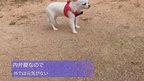 真っ白チワワのミニちゃん 初めての公園散歩