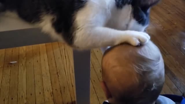 The cute babby play with cat