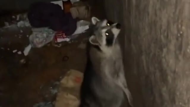 It's a dumpster dance party! 🎉🦝💃 (Via @Aiden)