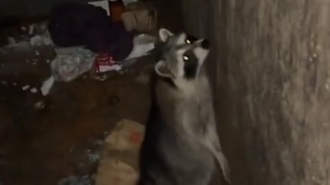 It's a dumpster dance party! 🎉🦝💃 (Via @Aiden)