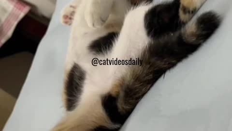 Cute Cat Video Adorable Cat Video Kitten Video Sleeping Cat Video Lovely Cat Cute Cat Baby Video 17