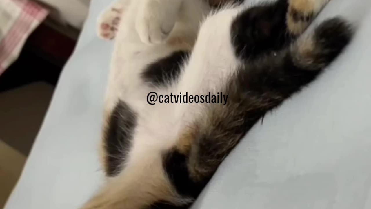 Cute Cat Video Adorable Cat Video Kitten Video Sleeping Cat Video Lovely Cat Cute Cat Baby Video 17