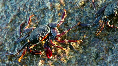 Waves crashing on a rock with crabs