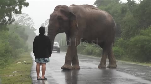 Woow She Made The WildeEephant Calm [Wonder Woman]