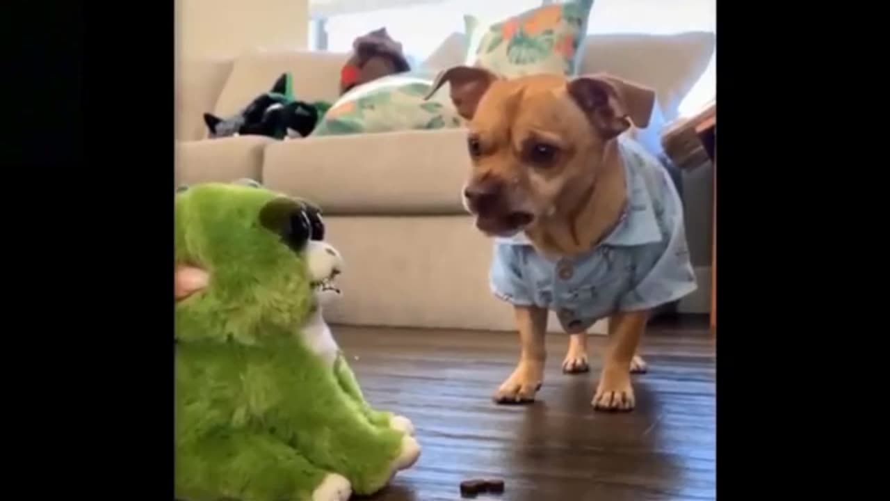 Funny Pet Videos - Funny Dog Reaction