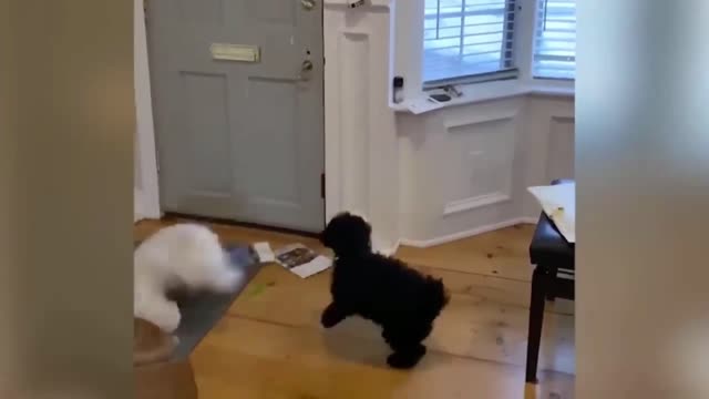 combination of cute animal and funny cat videos