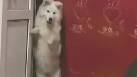 Funniest Cats and Dogs ---- _ Funny Animal Videos _34