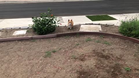 Corgi Chase