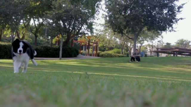 Dog running in grass