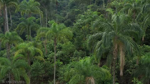 Animal that calls the jungle home 4k view | jungle view animal wildlife