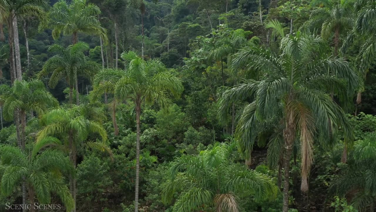 Animal that calls the jungle home 4k view | jungle view animal wildlife
