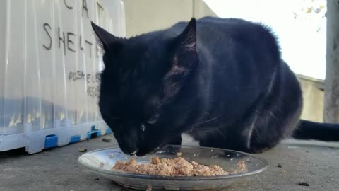 20240111 154801 Tux Eating Schmoo-faced