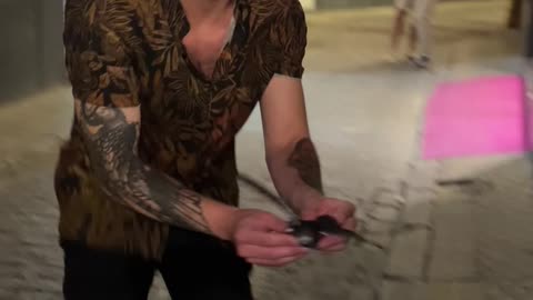 Confused Bird Flies into a Wall