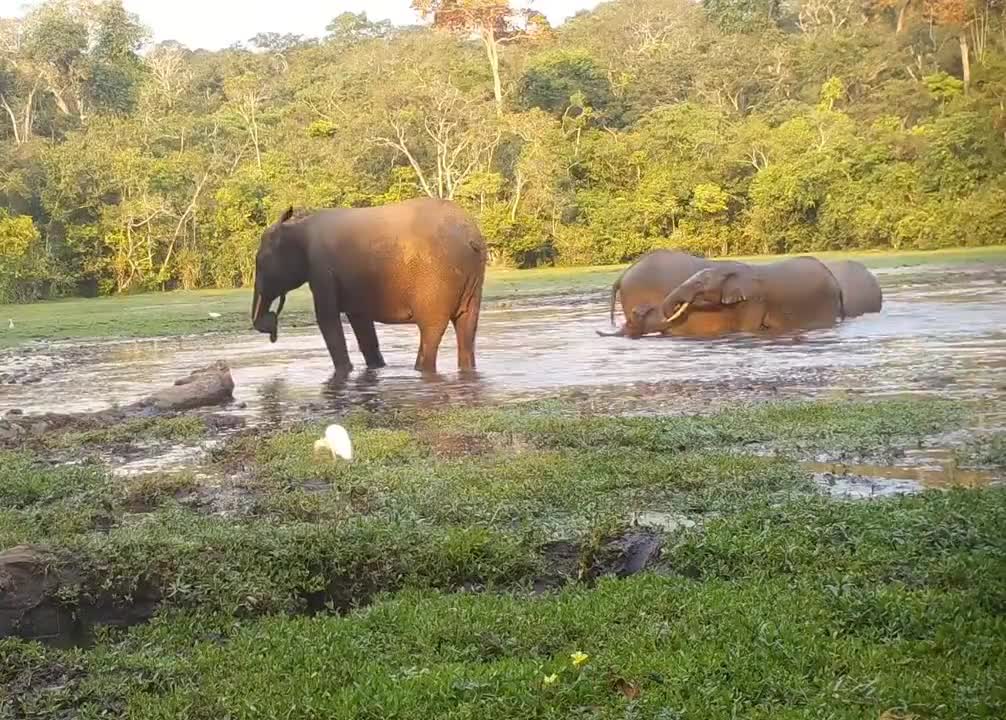 elephants