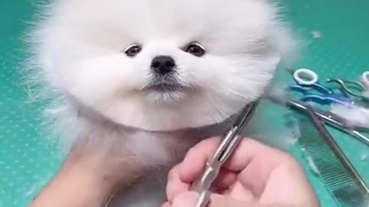 Beautiful 🐕🐶