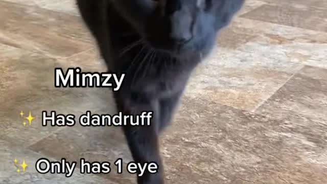 Our clinic pets and their