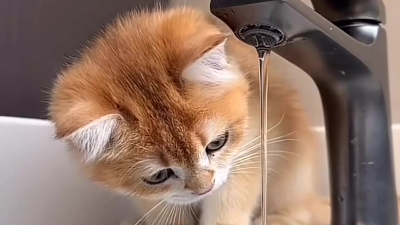 Cute cat