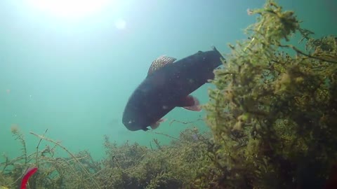 How to Catch Trout with a Drop Shot - Amazing Underwater Trout Strikes and Reactions-8