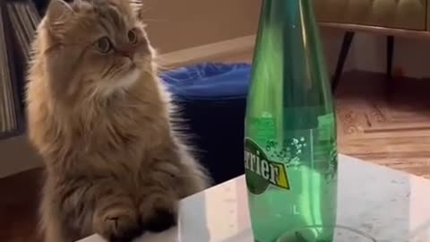 Ooh Whats This? 🐱 😆