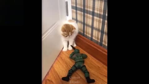 The story of the cat playing with the toy