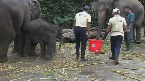 Elephant Dung Recycled Into 'Poo Paper'