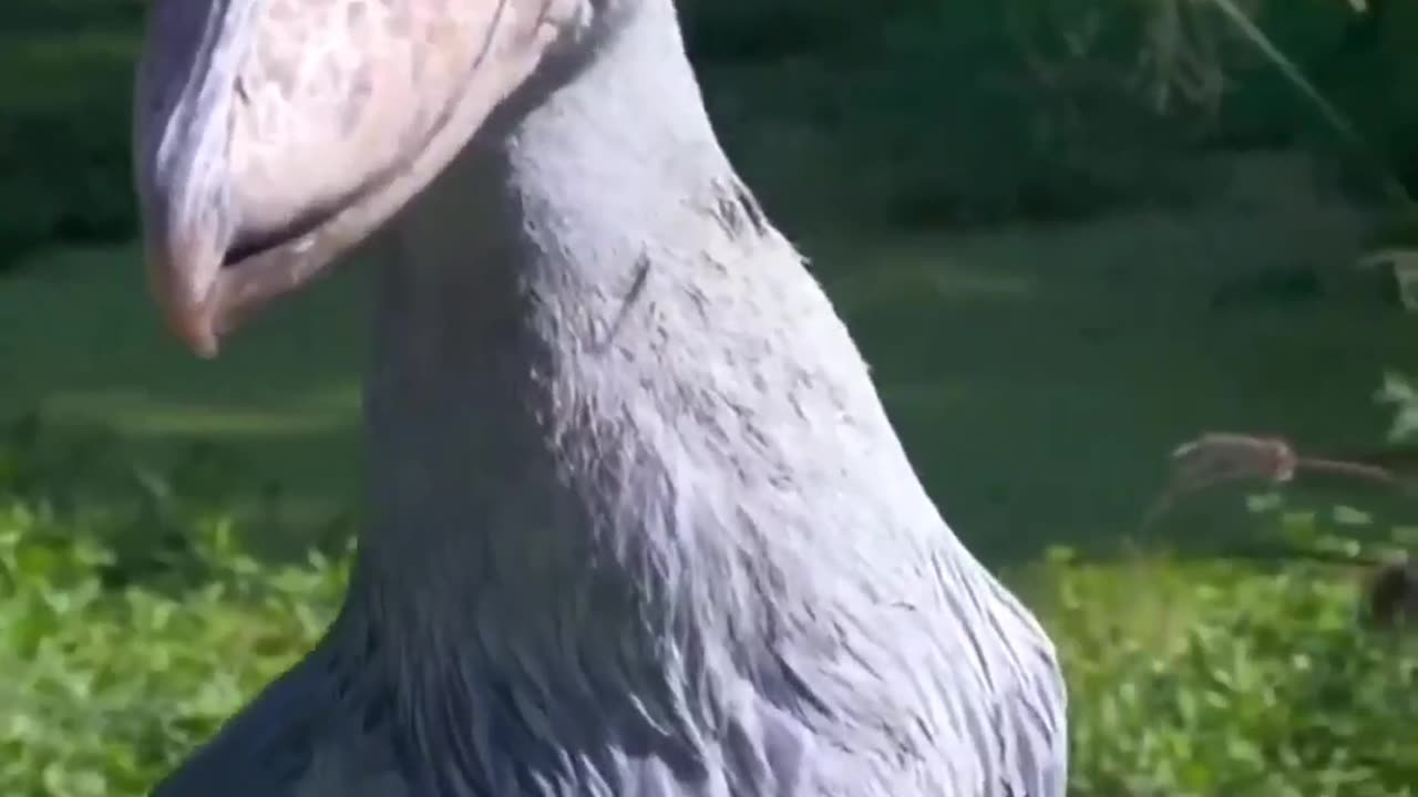 Dangerous Birds