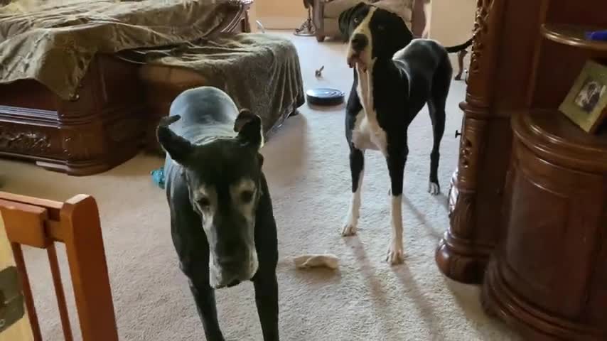 Funny Grea Dane Pounces & Bounces On Roomba To Turn It Off & On