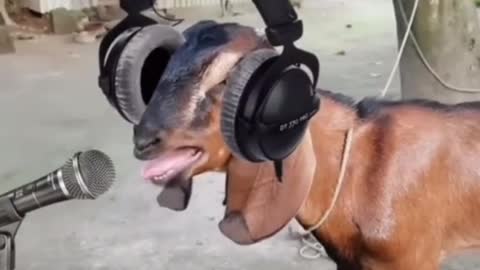 Try not to laugh: We took me goat to the studio and guess the new track