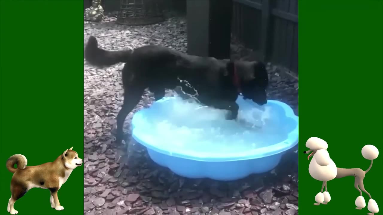 Funny Dog with water