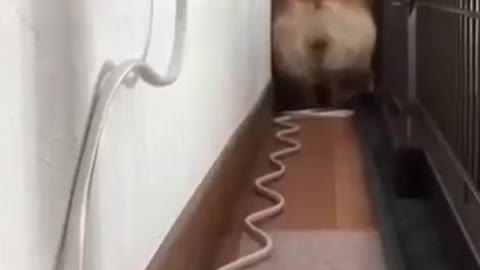 Funny dog walks backwards 🐶