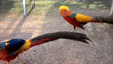 Colorful bird dance