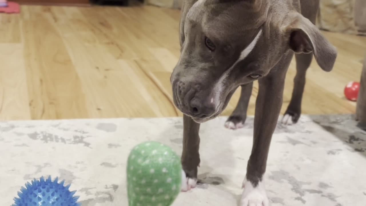 Cactus Toy Unleashes Pittie's Inner Howl