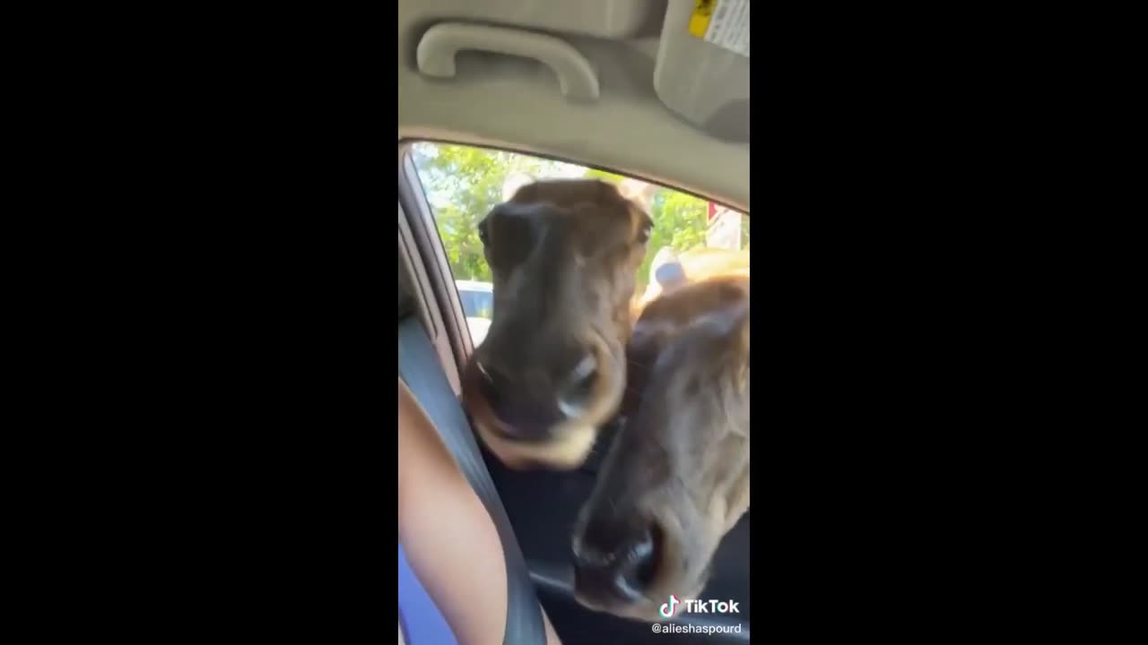 Horse in Car Funny Meme #1