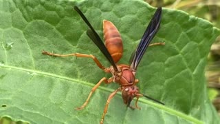 Red Paper Wasp