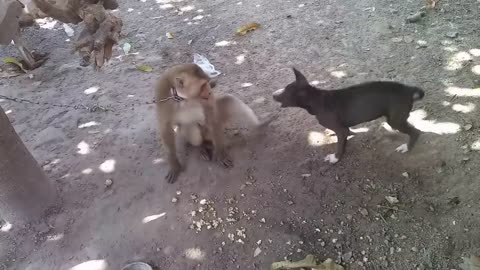 Monkey vs Dog (funny video )