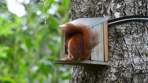 Squirrel eating.